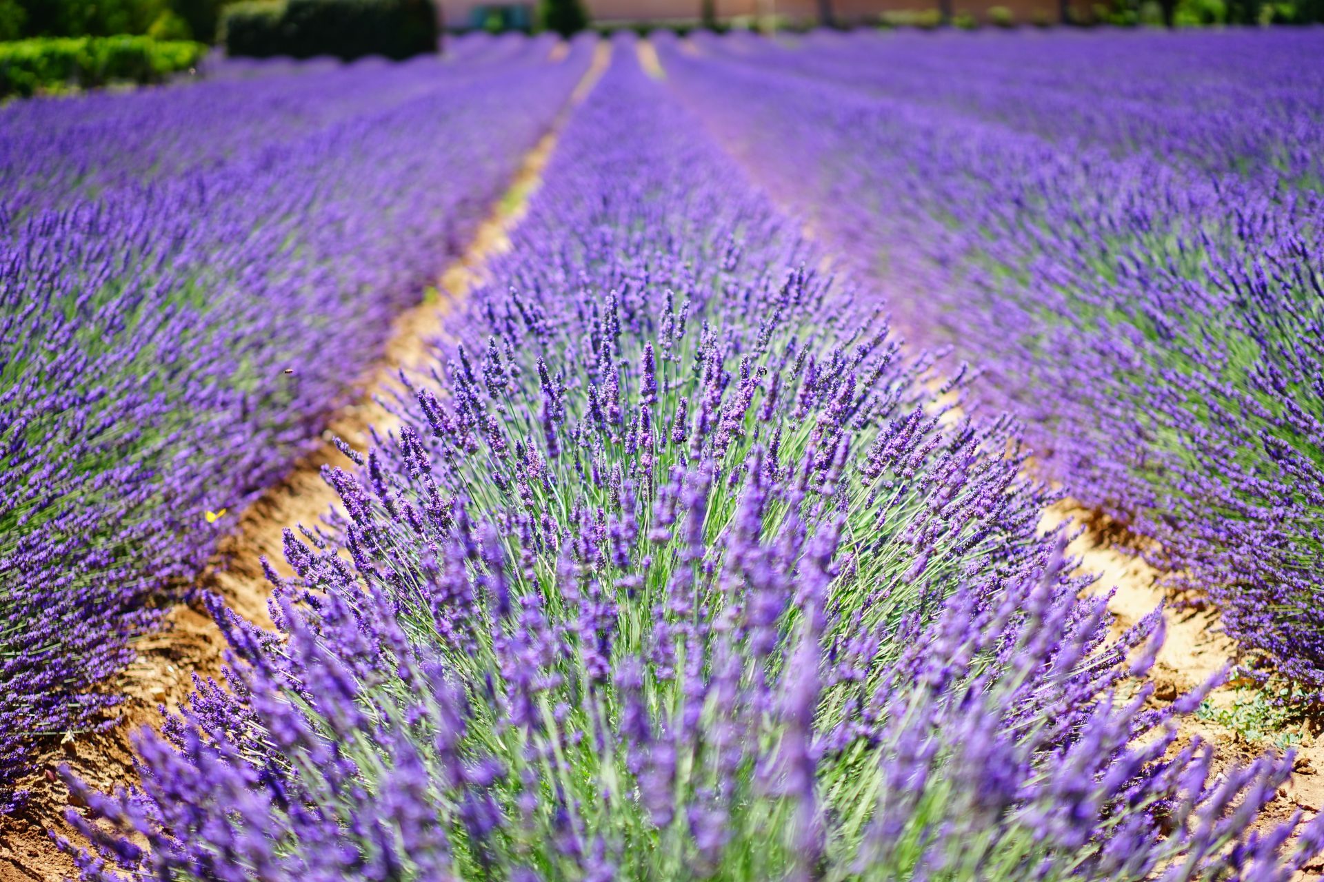 lavanda pexels pixabay 139396
